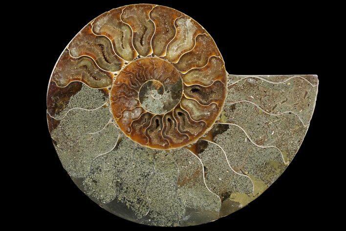 Bargain, Agatized Ammonite Fossil (Half) - Madagascar #111543